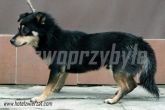 17.09.2013 BRZEZINY MIASTO PIES 57221